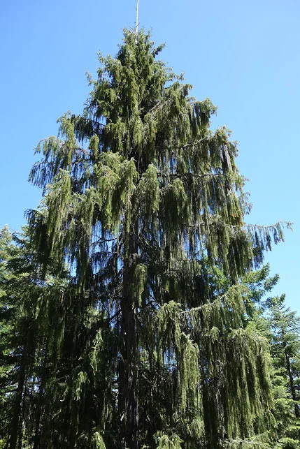 Picea breweriana — General Blog Content — Klamath-Siskiyou
